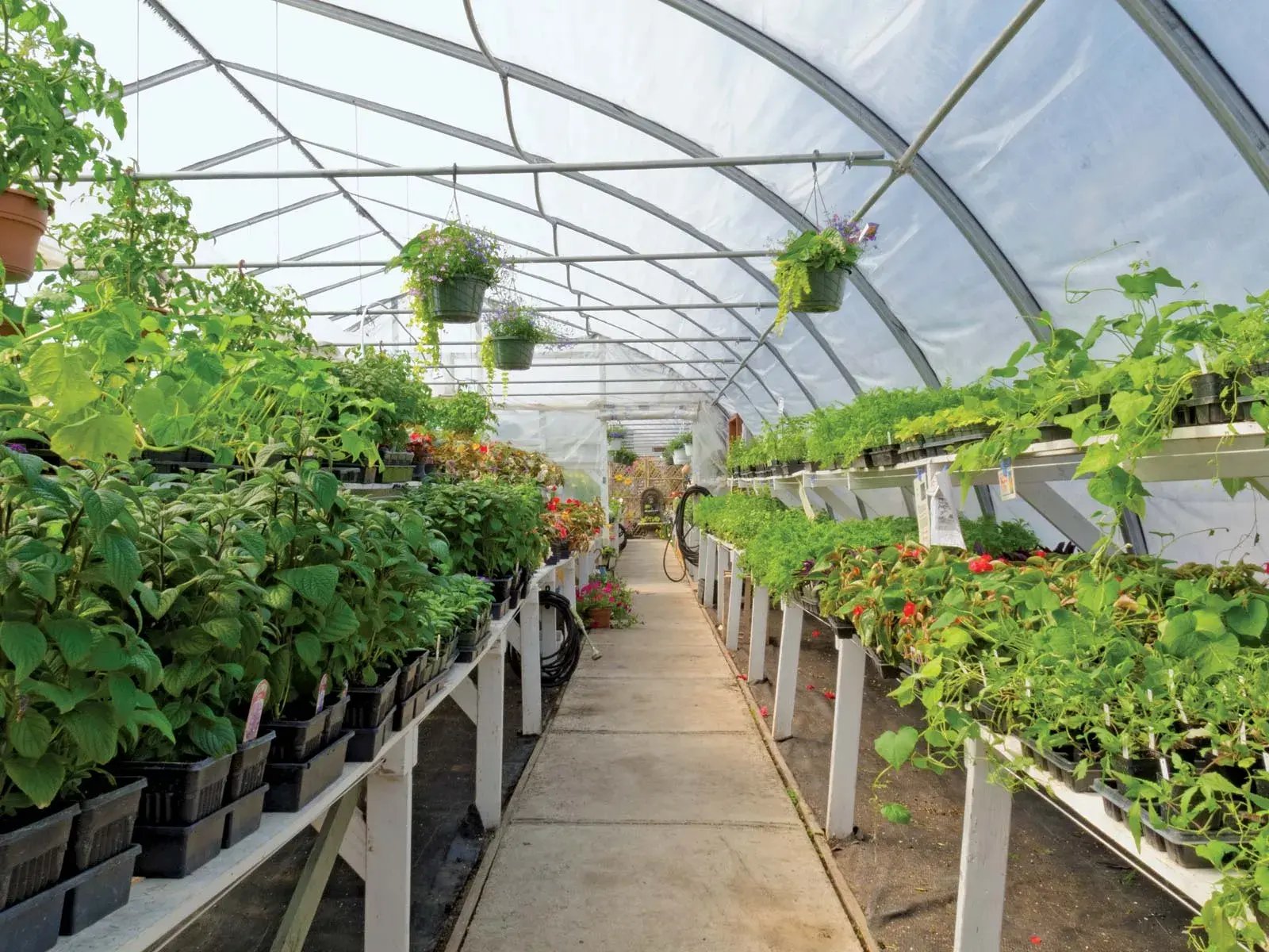 Interior-view-commercial-horticulture-greenhouse